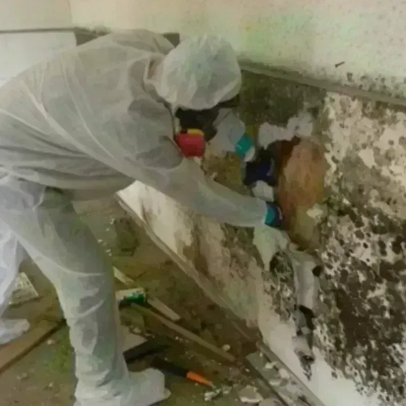 Mold Remediation and Removal in Montgomery County, OH